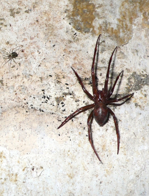 The cave-dwelling spider